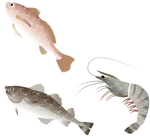 こだわり素材　鮮魚
